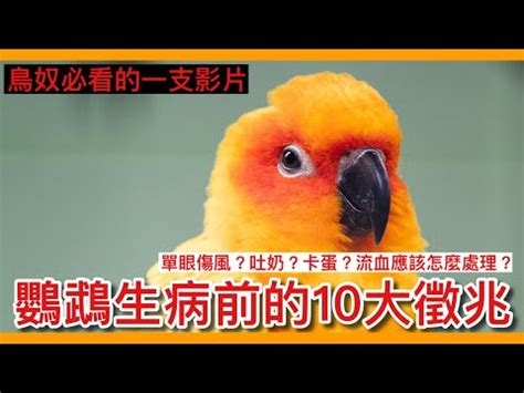 看到死掉的鳥預兆